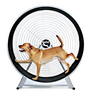 GoPet-TreadWheel-For-Large-Dogs