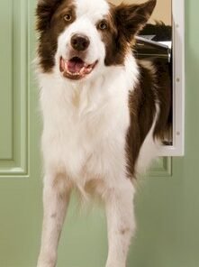 PetSafe Plastic Dog Door - Large - PPA00-10960