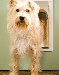 PetSafe Plastic Dog Door - Medium - PPA00-10959